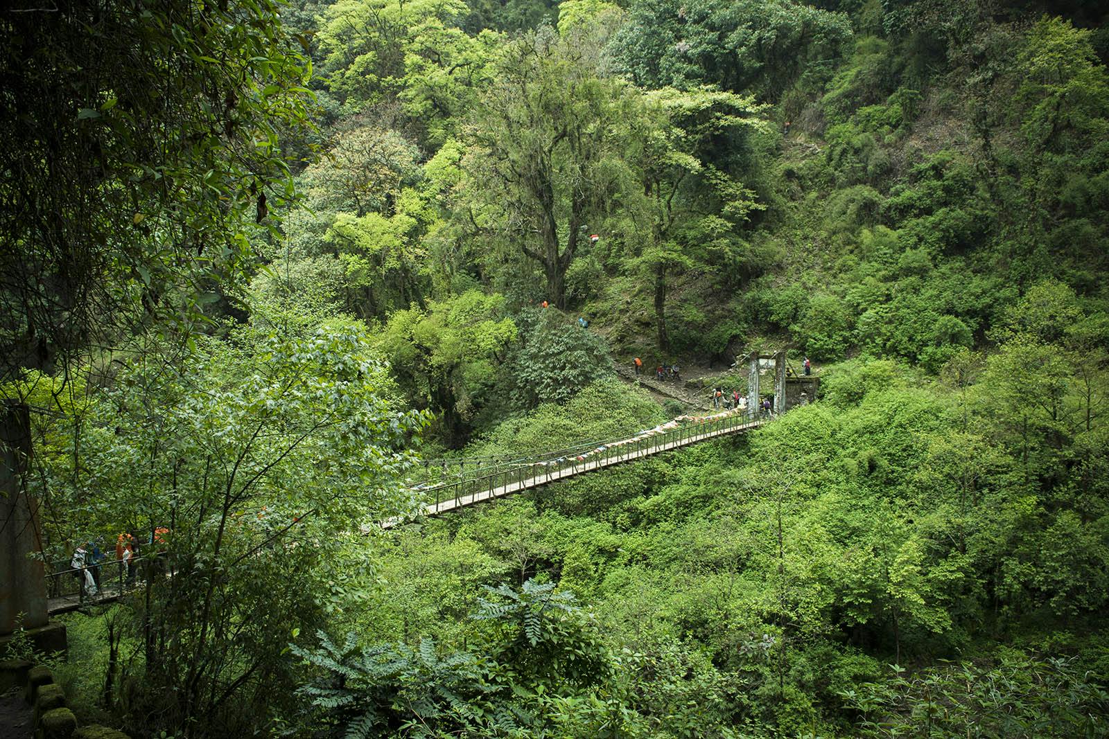 f2ec6b4a f087 4c51 958e 9e2ea2f9ef65 goechala trek indiahikes sarth rastogi   forest   bridge   greenery %281%29